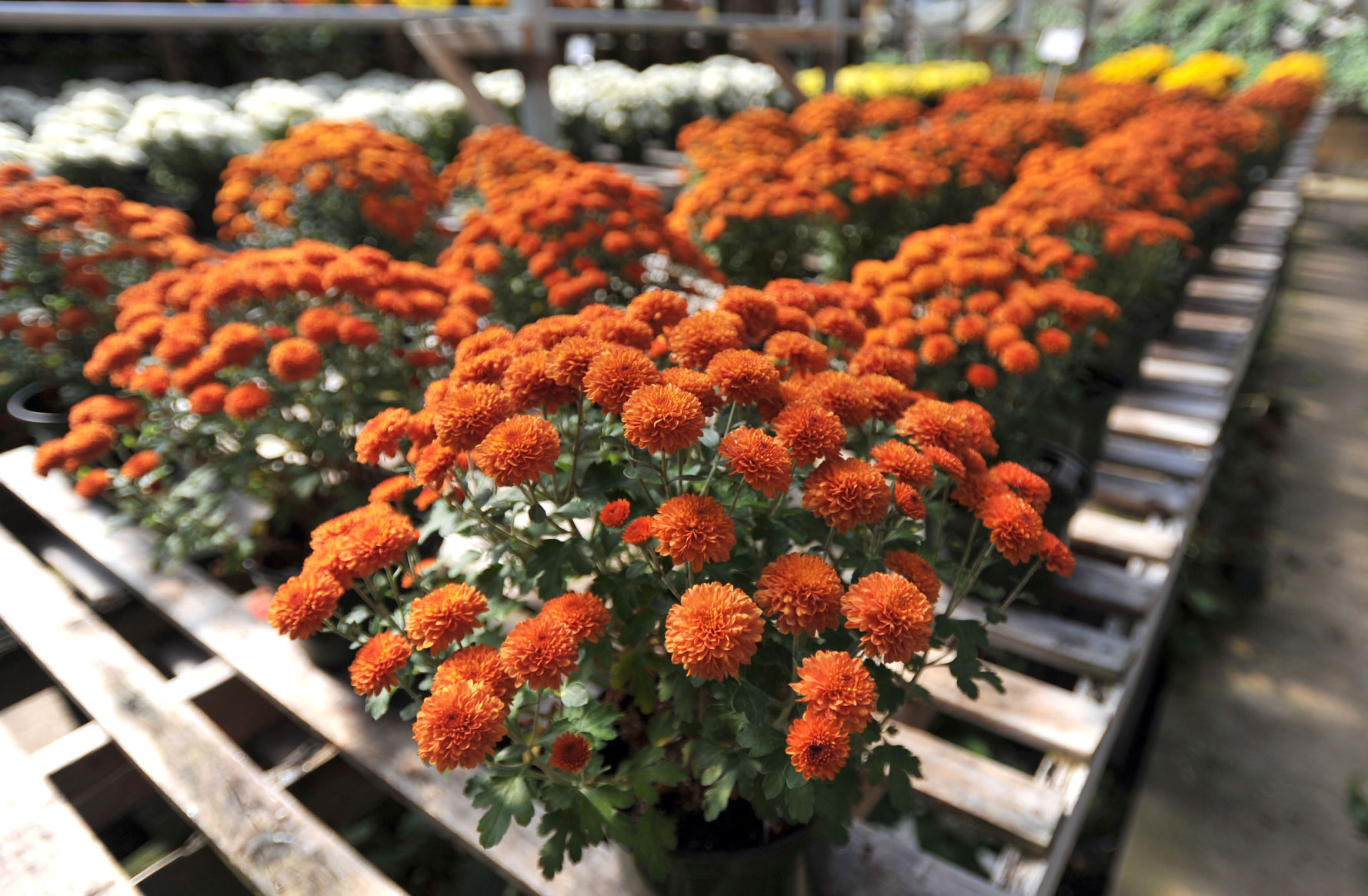 Fall Colors of Mums-01